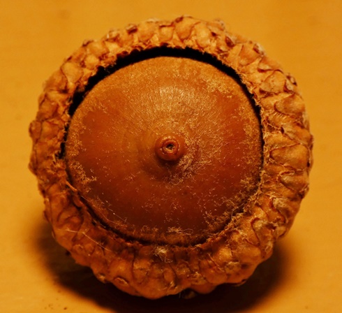 {Quercus coccinea}